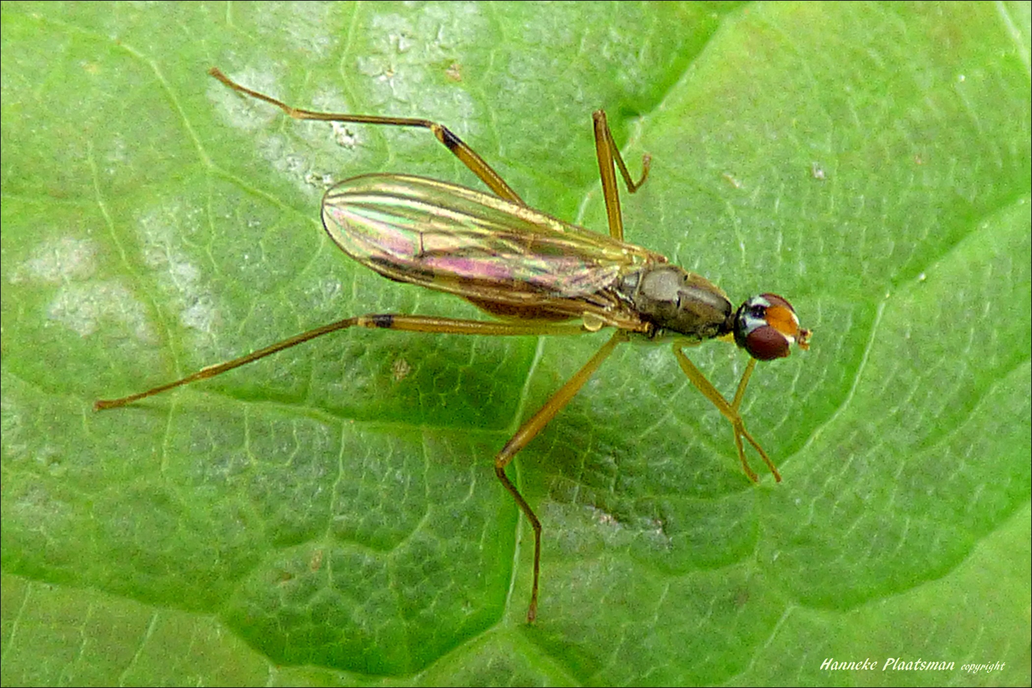 Bijzonder vliegje, dat wil zeggen voor mij!